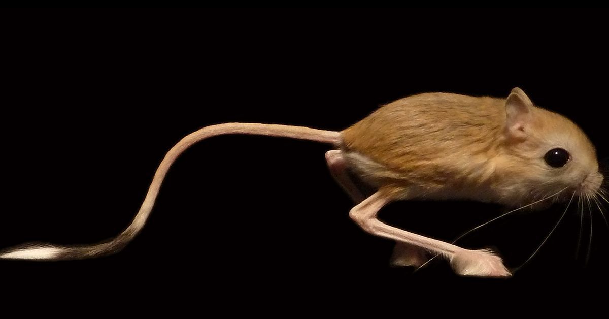 jerboa